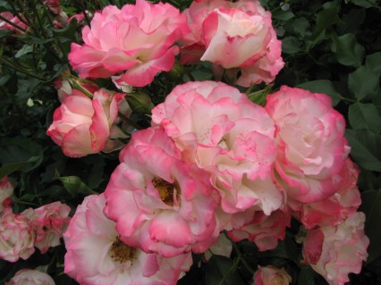 Карманьола 7